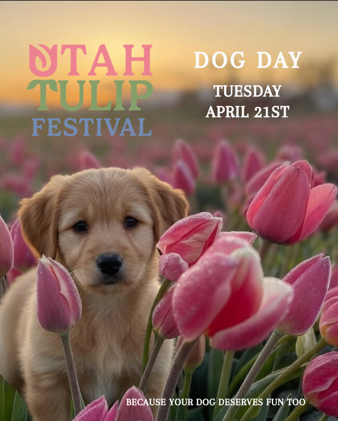 Dog Day at Utah Tulip Festival in Spanish Fork