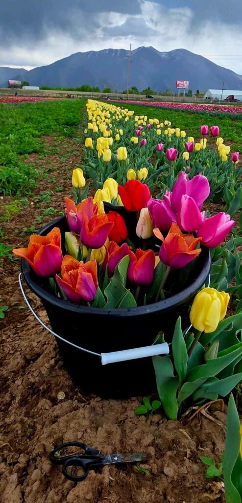 Upick at Utah Tulip Festival in Spanish Fork Utah