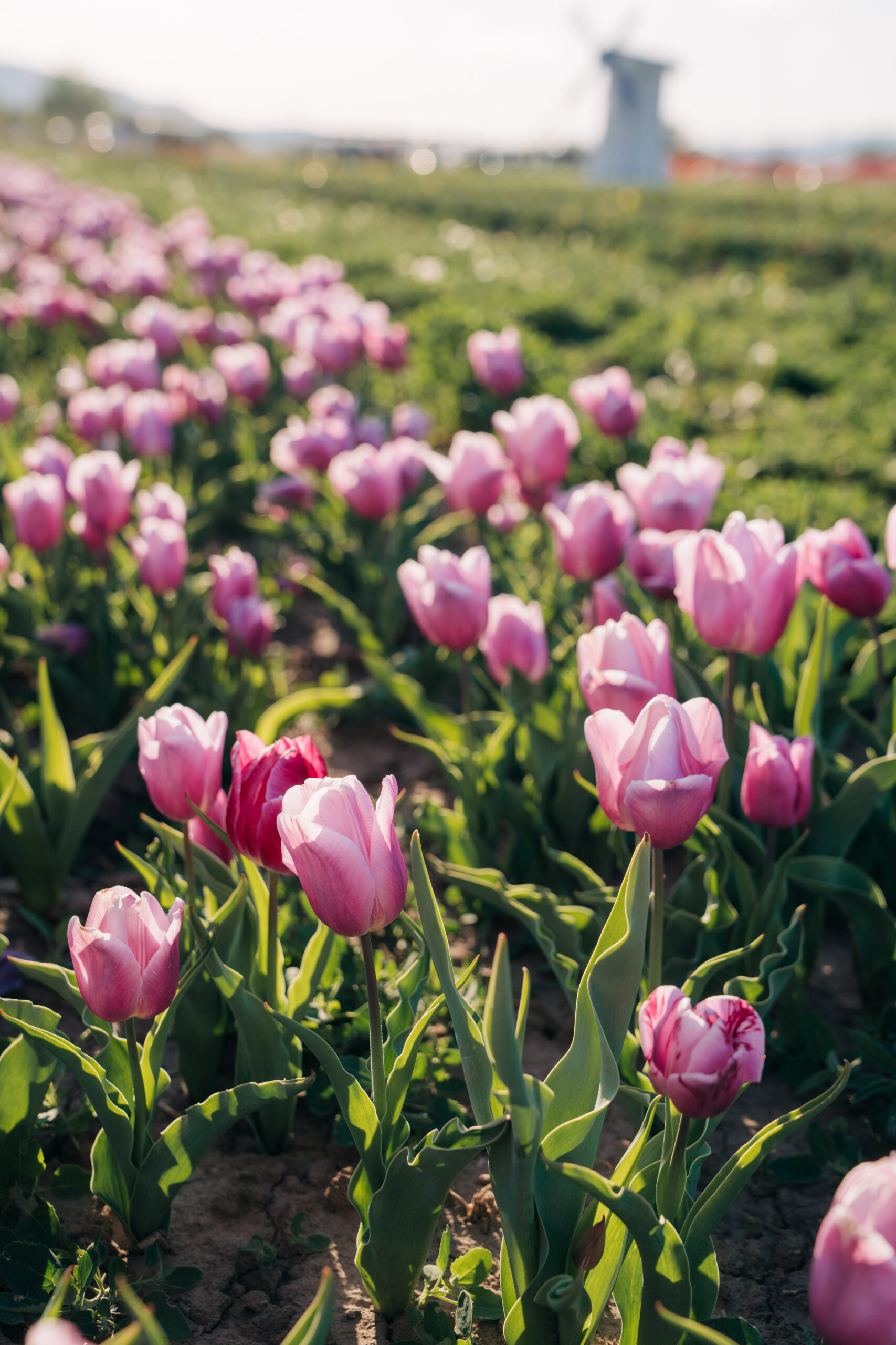 Utah Tulip Festival at Leland Legacy Farm in Spanish Fork