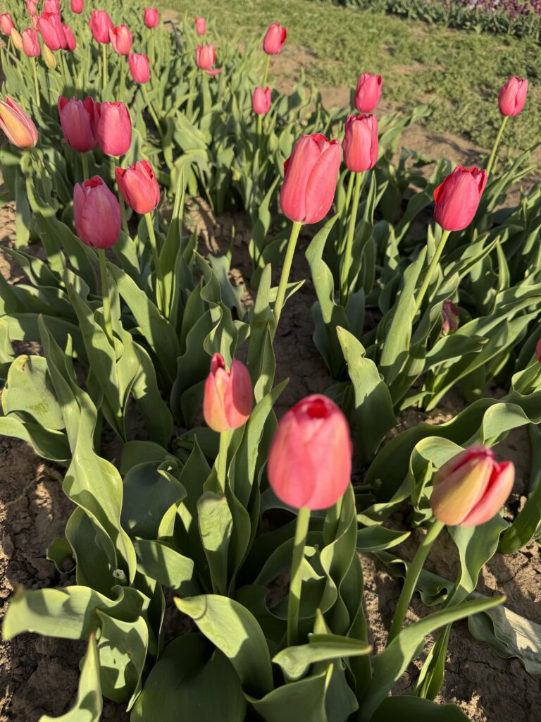 tulips at utah tulip festival