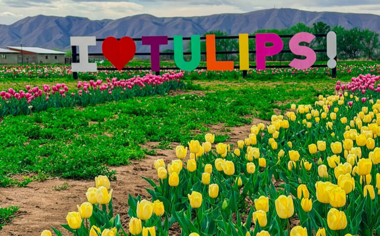 Photo Opportunity at Utah Tulip Festival in Spanish Fork
