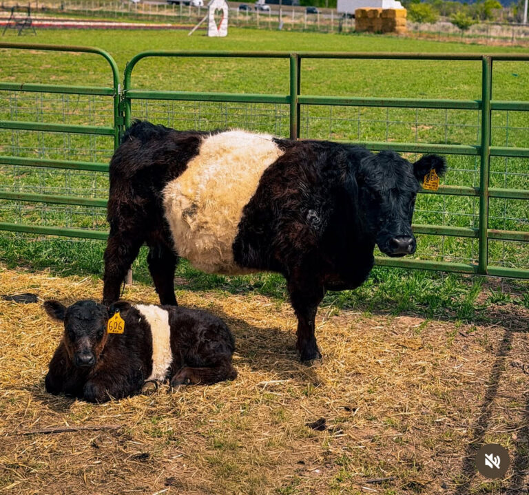 Cow and Calf at Utah Tulip Festival in Spanish Fork Utah