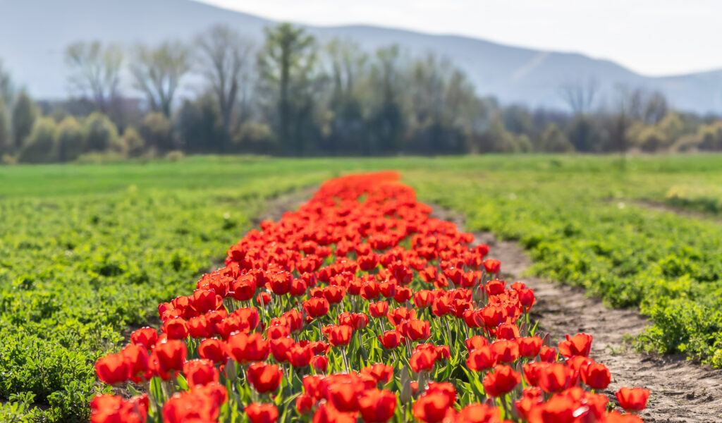 Utah Tulip festival at Leland legacy Farm in Spanish Fork
