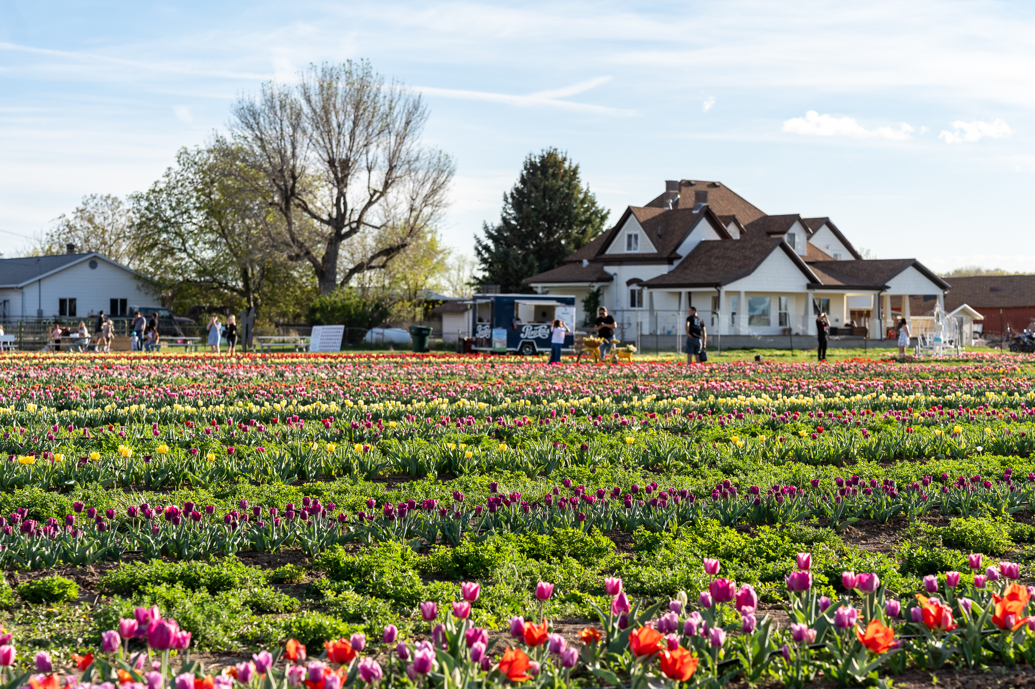 Utah Tulip Festival Spanish Fork