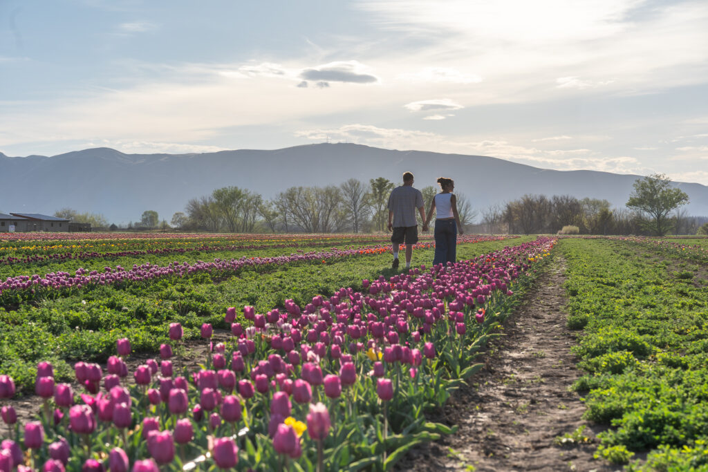 Utah Tulip Festival Spanish Fork